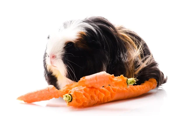 stock image Guinea pig with carrots