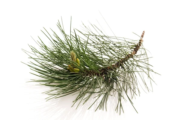 Pine Branch Geïsoleerd Witte Achtergrond — Stockfoto