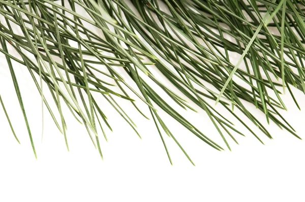 Pine branch geïsoleerd op de witte achtergrond — Stockfoto