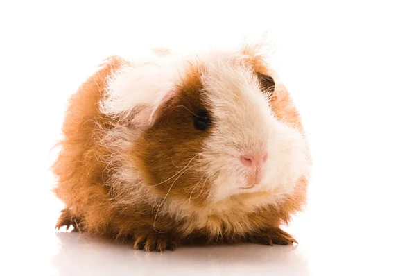Baby guinea pig. texel — Stock Photo, Image