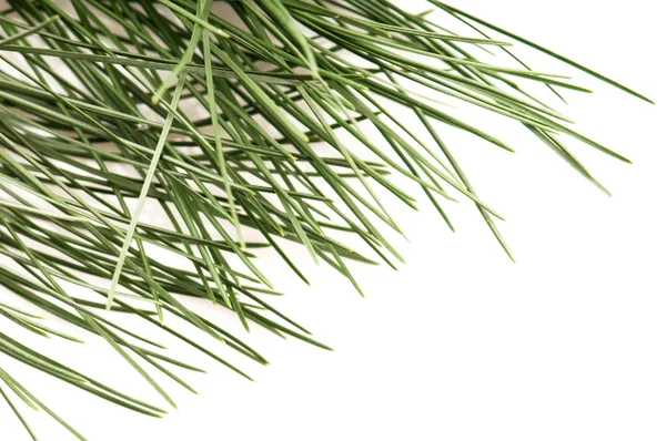 Pine Branch Geïsoleerd Witte Achtergrond — Stockfoto