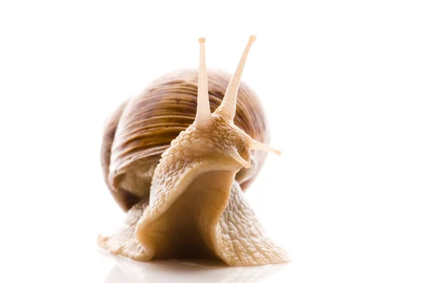 Snail Animal Isolated White Background — Stock Photo, Image