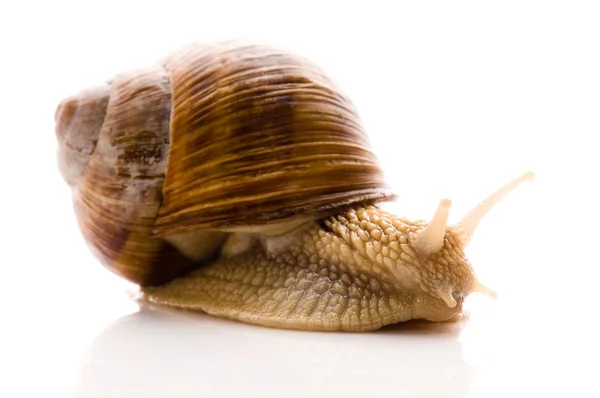 화이트 달팽이 — 스톡 사진