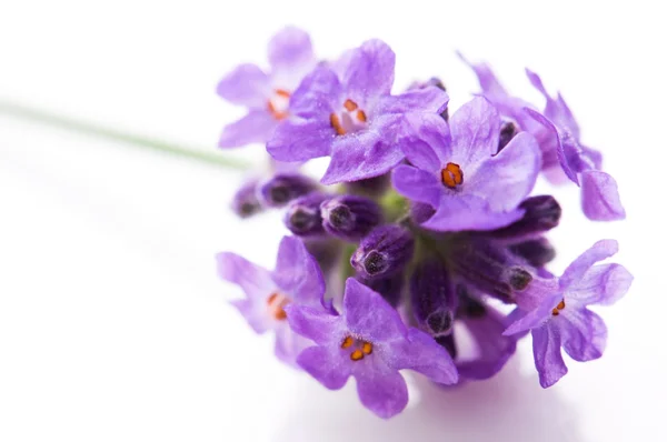Lavender Flower White Background — Stock Photo, Image