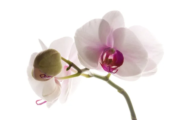 Fehér fehér orchidea — Stock Fotó