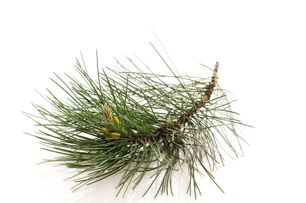 Pine gren isolerat på den vita bakgrunden — Stockfoto