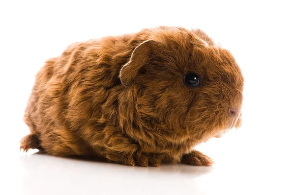 Baby guinea pig. texel. isolated on the white — Stock Photo, Image