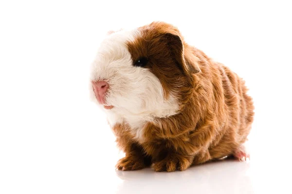 Newborn guinea pig — Stock Photo, Image