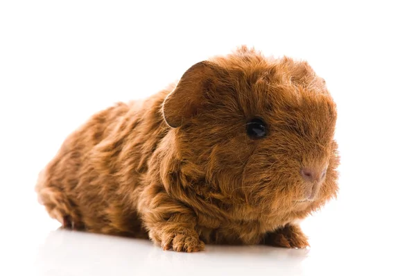 Baby guinea pig. texel. isolated on the white — Stock Photo, Image