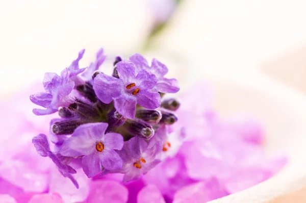 Лавандовый цветок и соль для ванн. spa и wellness — стоковое фото