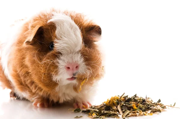 stock image Baby guinea pig. texel. isolated on the white