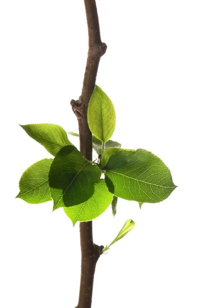 Ramo de árvore com folhas isoladas em branco — Fotografia de Stock