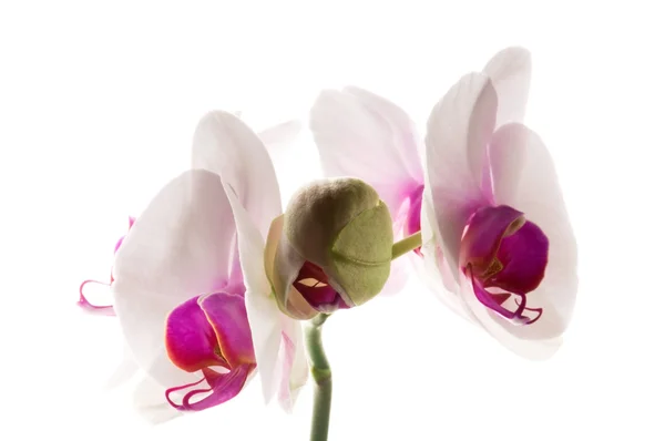 Белая орхидея на белом — стоковое фото