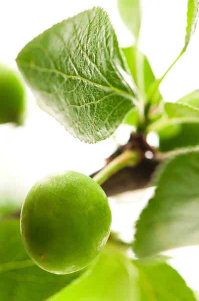 Growing Green Plums Isolated White — Stock Photo, Image