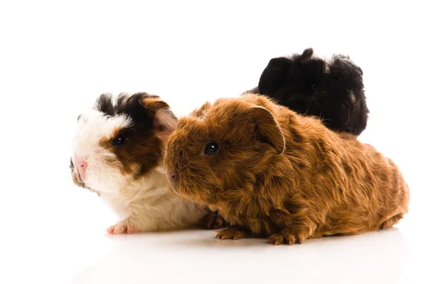 Baby guinea pigs isolated on the white — Stock Photo, Image