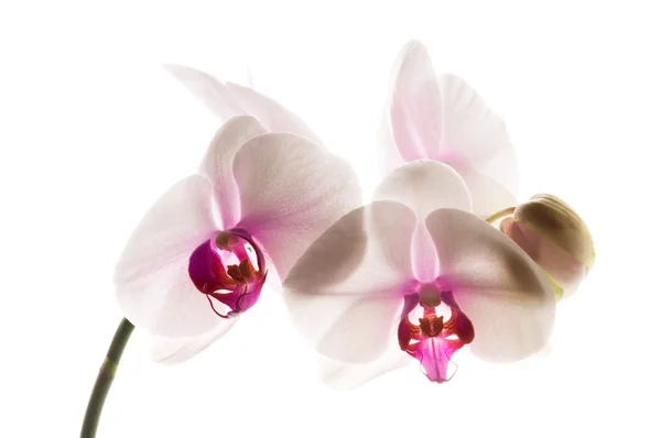 Orquídea Branca Branco — Fotografia de Stock