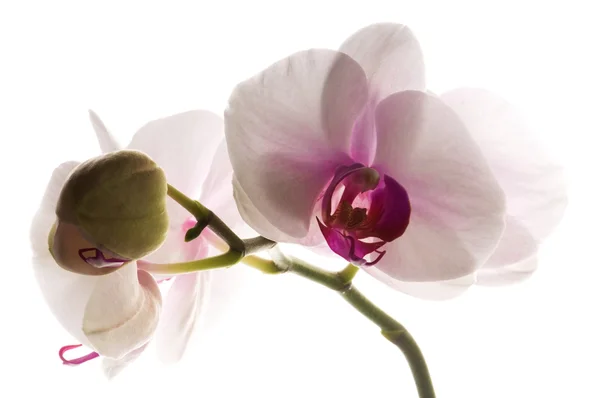 Butterflys와 석양에 꽃백색에 백색 난초 — 스톡 사진