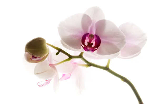 Orquídea Blanca Sobre Blanco — Foto de Stock