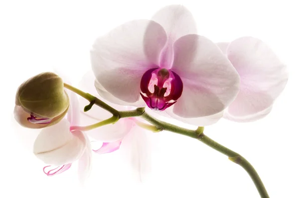 Белая Орхидея Белом — стоковое фото