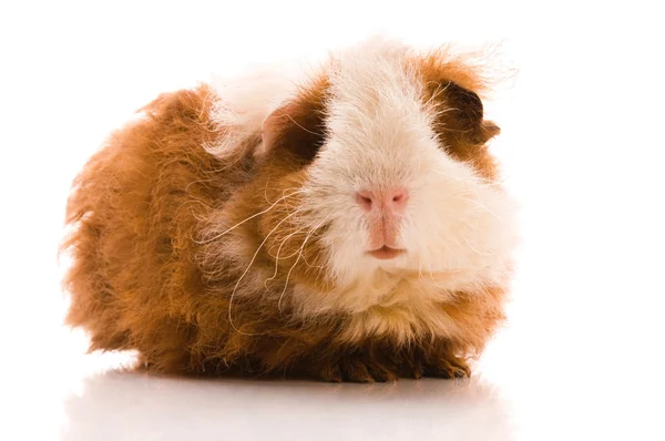 Baby Guinea Pig Texel Isolated White — Stock Photo, Image