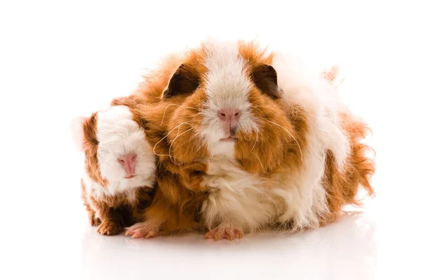 Guinea pigs on the white — Stock Photo, Image