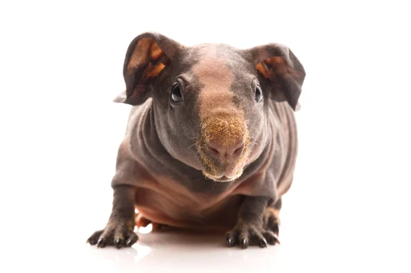 Skinny Guinea Pig — Stock Photo, Image