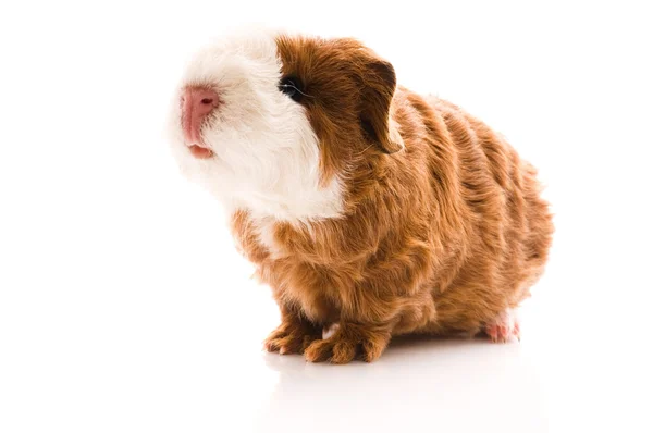 Baby Guinea Pig — Stock Photo, Image