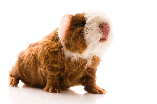 Cerdo de indias bebé — Foto de Stock