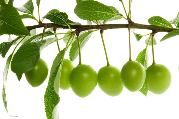 Rostoucí zelené švestky izolovaných na bílém — Stock fotografie