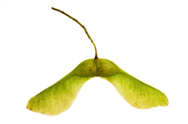 stock image Sycamore seeds on white background