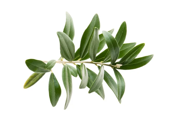 Olive Branch Geïsoleerd Witte — Stockfoto