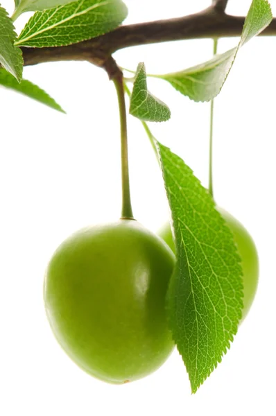 Crescente prugne verdi isolate sul bianco — Foto Stock