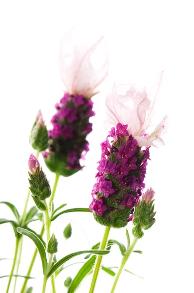 Lavender flower on the white background — Stock Photo, Image