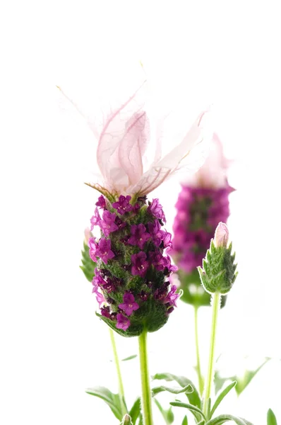 흰색 바탕에 라벤더 꽃 — 스톡 사진