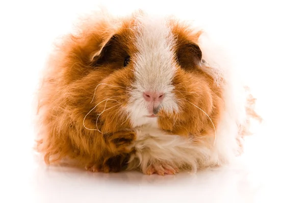 Guinea pig isolated on the white background. texel — Stock Photo, Image