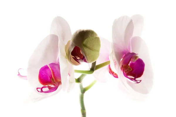 Beyaza beyaz orkide — Stok fotoğraf