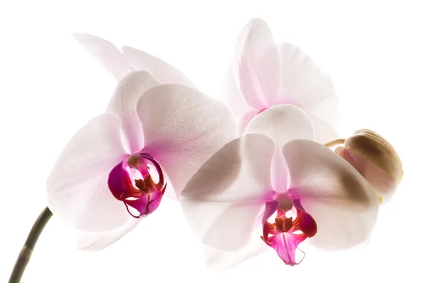Fehér fehér orchidea — Stock Fotó