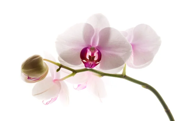 Orquídea branca em branco — Fotografia de Stock