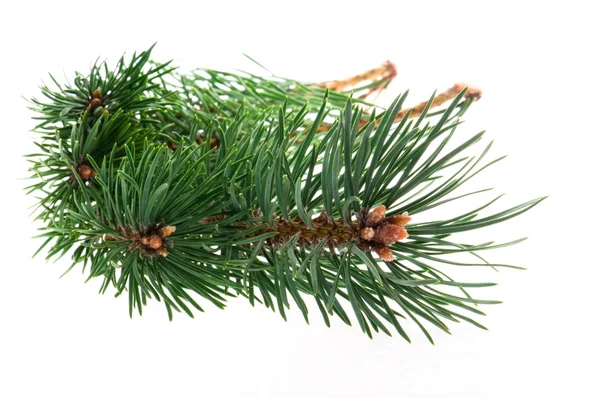 Pine Branch Isolated White Background — Stock Photo, Image