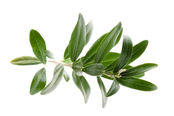 Olivenzweig isoliert auf dem weißen — Stockfoto