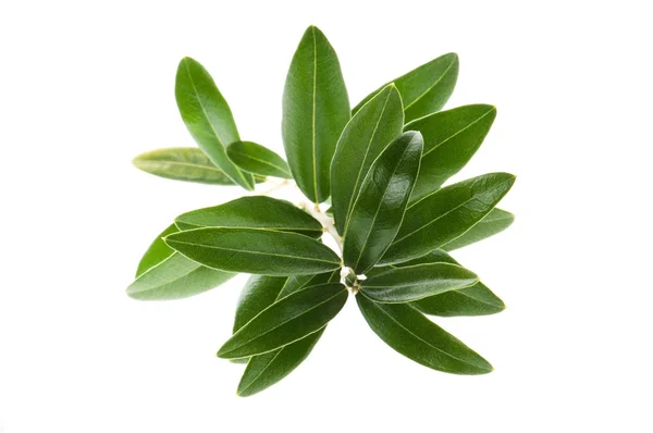Olive Branch Geïsoleerd Witte — Stockfoto