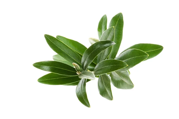 Olive Branch Isolated White — Stock Photo, Image