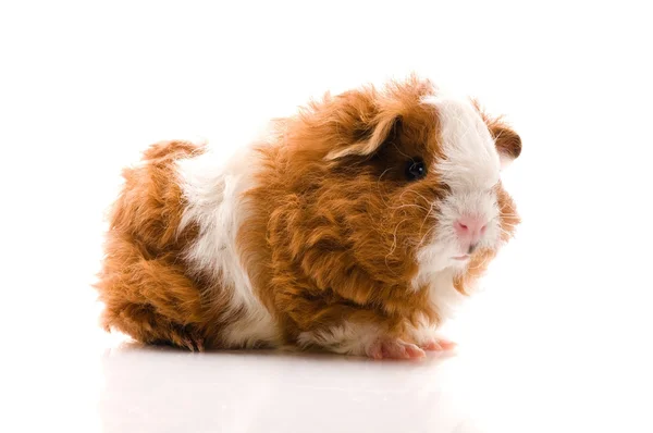 Baby Guinea Pig Texel Isolated White Royalty Free Stock Images