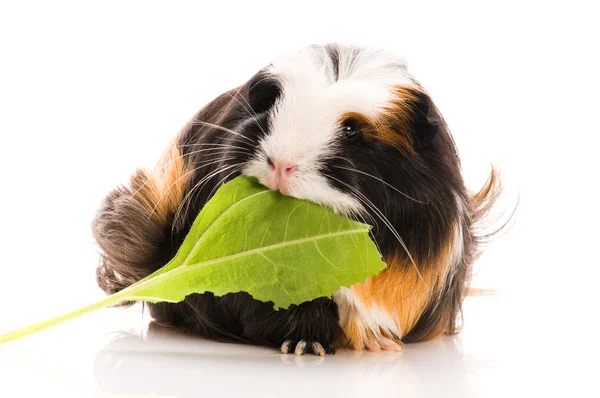 Guinea pig isolated on the white background. coronet Royalty Free Stock Photos