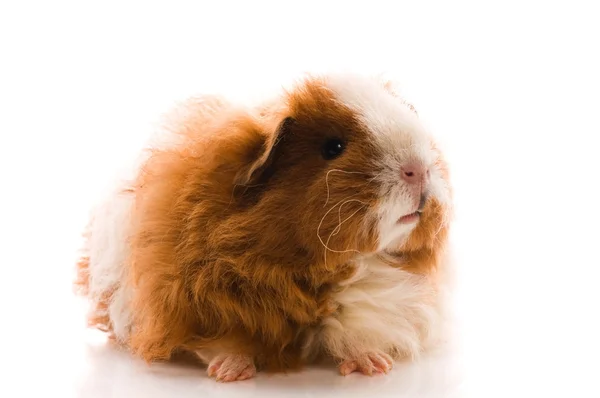 Baby Guinea Pig Texel Isolated White Stock Image