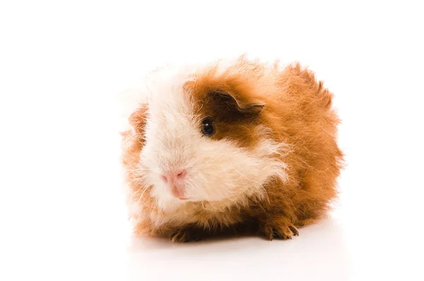 Baby guinea pig. texel Royalty Free Stock Photos
