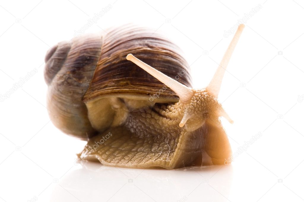 Snail. animal isolated on the white background