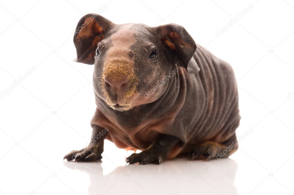 Pet Hairless Guinea Pig 6+ Hundred Hairless Guinea Pig Royalty