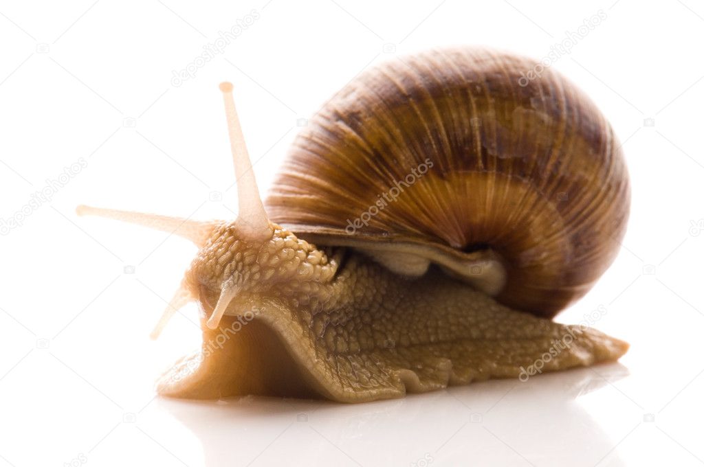 Snail on white