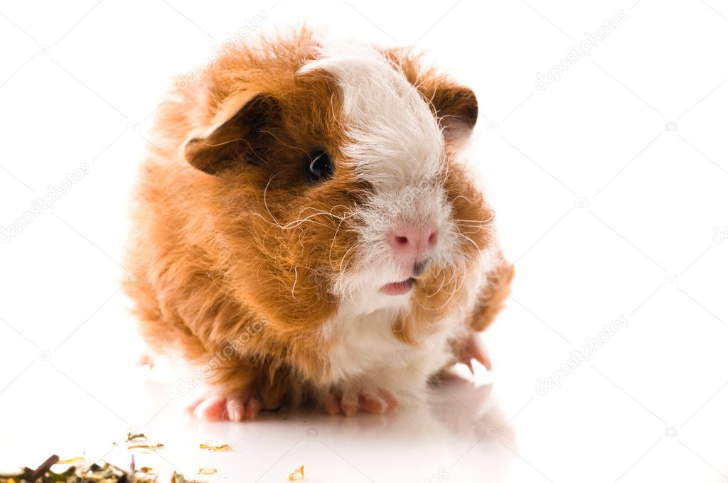 Baby guinea pig. texel. isolated on the white